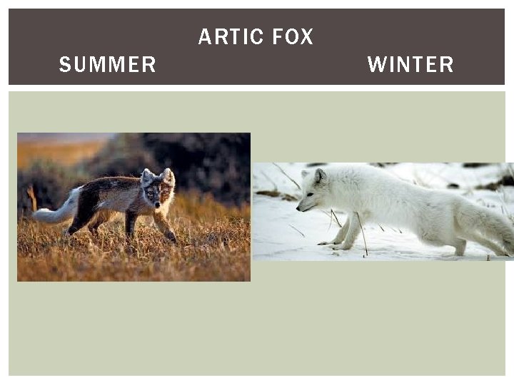 ARTIC FOX SUMMER WINTER 