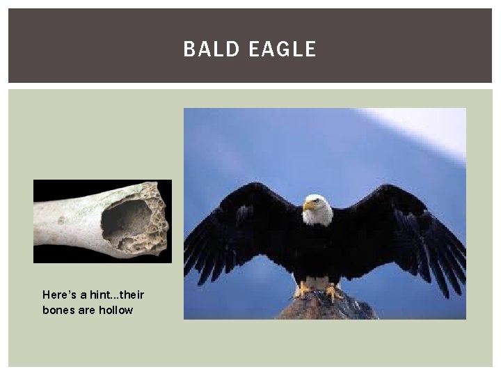 BALD EAGLE Here’s a hint…their bones are hollow 