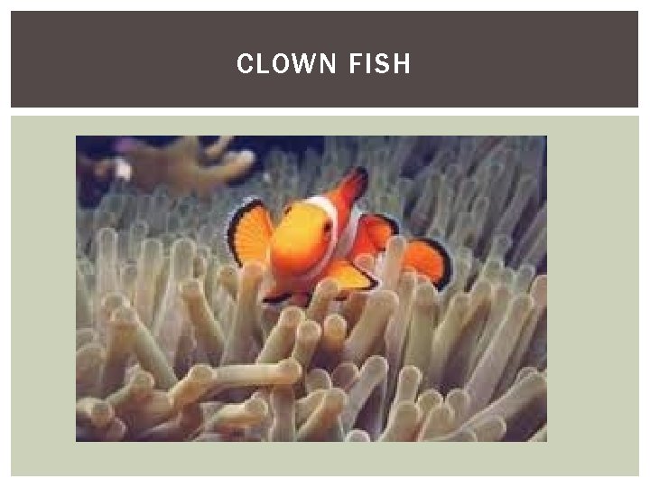 CLOWN FISH 