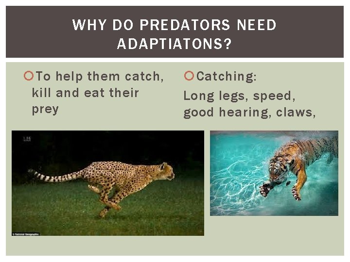 WHY DO PREDATORS NEED ADAPTIATONS? To help them catch, kill and eat their prey