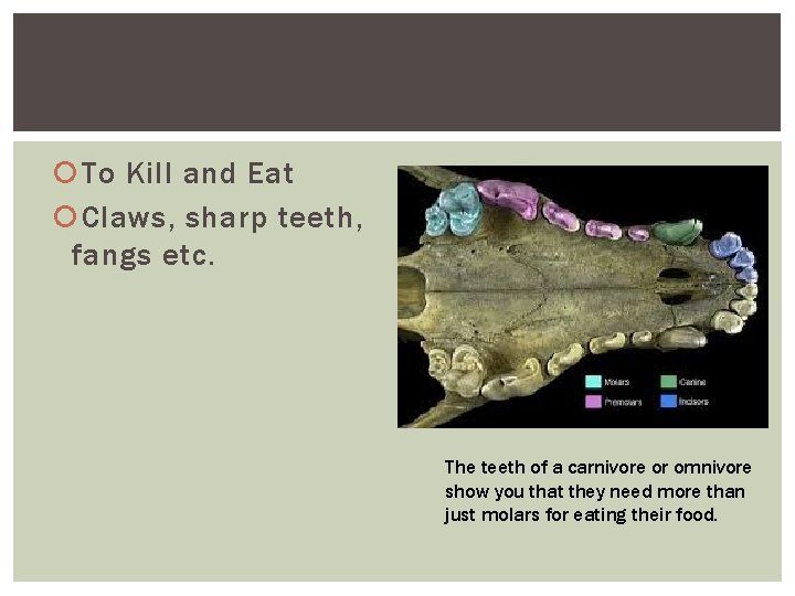  To Kill and Eat Claws, sharp teeth, fangs etc. The teeth of a