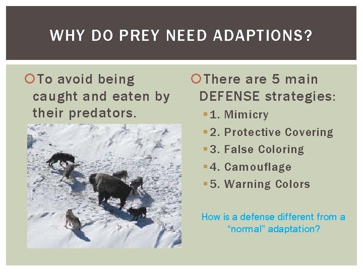 WHY DO PREY NEED ADAPTIONS? To avoid being caught and eaten by their predators.