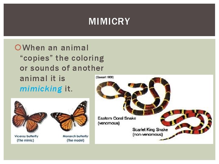 MIMICRY When an animal “copies” the coloring or sounds of another animal it is