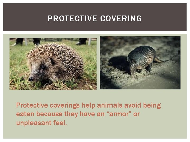 PROTECTIVE COVERING Protective coverings help animals avoid being eaten because they have an “armor”