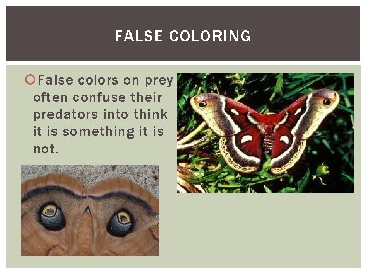 FALSE COLORING False colors on prey often confuse their predators into think it is