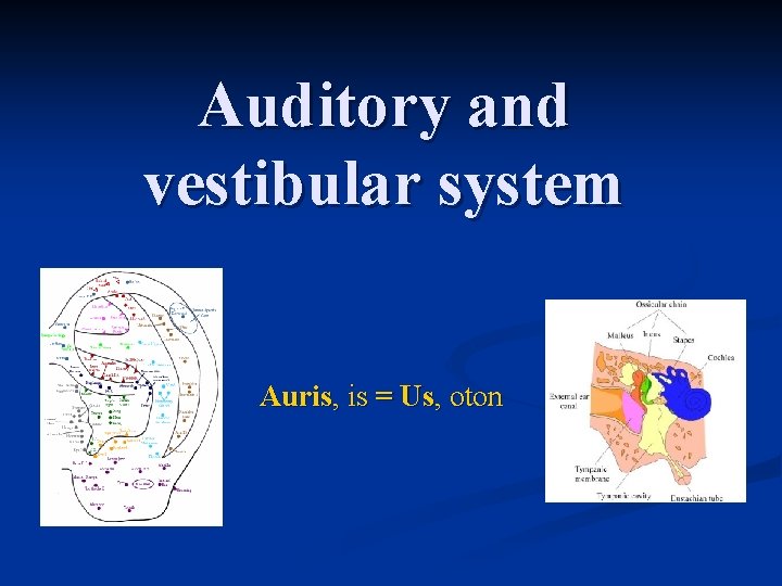 Auditory and vestibular system Auris, is = Us, oton 