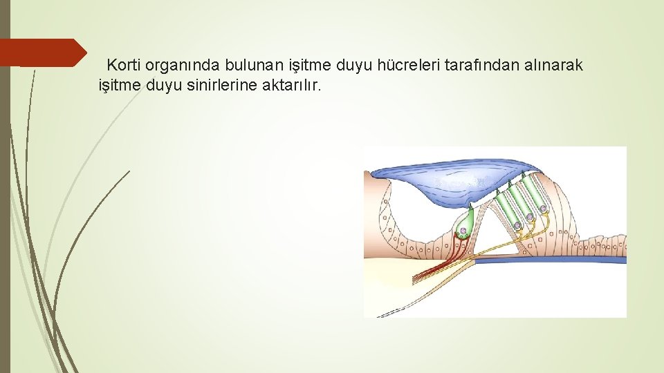 Korti organında bulunan işitme duyu hücreleri tarafından alınarak işitme duyu sinirlerine aktarılır. 