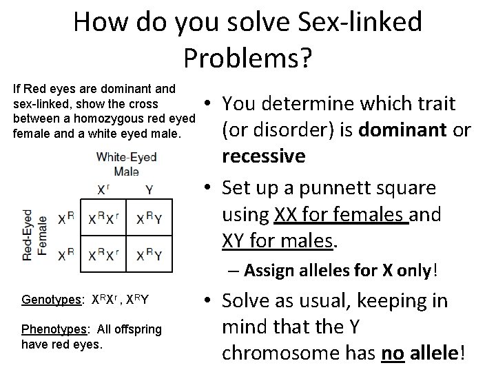 How do you solve Sex-linked Problems? If Red eyes are dominant and sex-linked, show