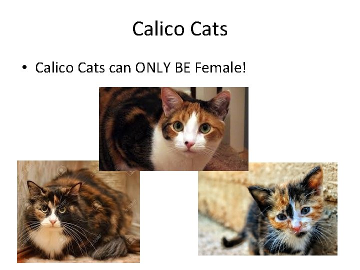 Calico Cats • Calico Cats can ONLY BE Female! Calico Cats • Calico Cats can ONLY BE Female!