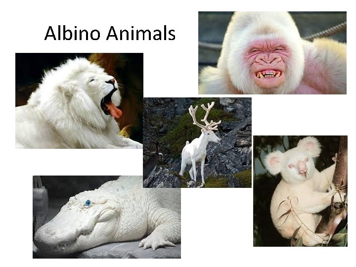 Albino Animals 