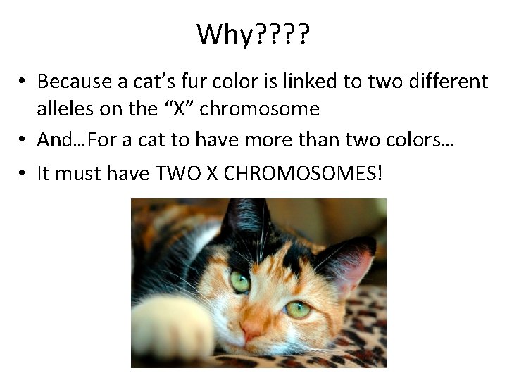 Why? ? • Because a cat’s fur color is linked to two different alleles