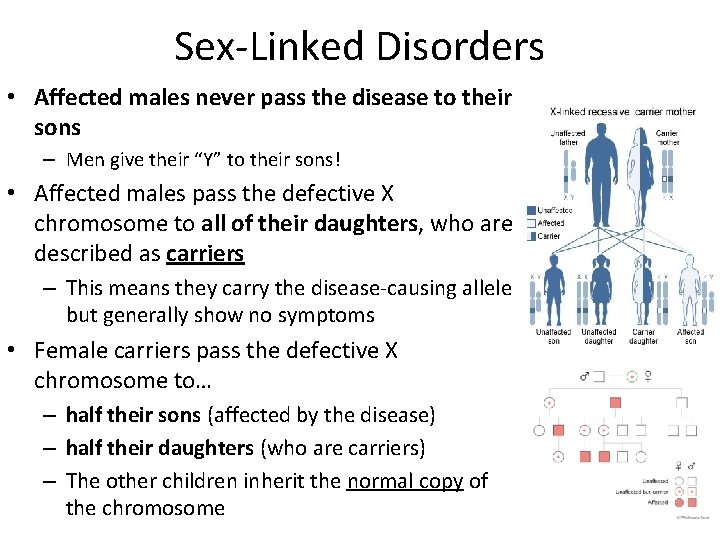 Sex-Linked Disorders • Affected males never pass the disease to their sons – Men Sex-Linked Disorders • Affected males never pass the disease to their sons – Men