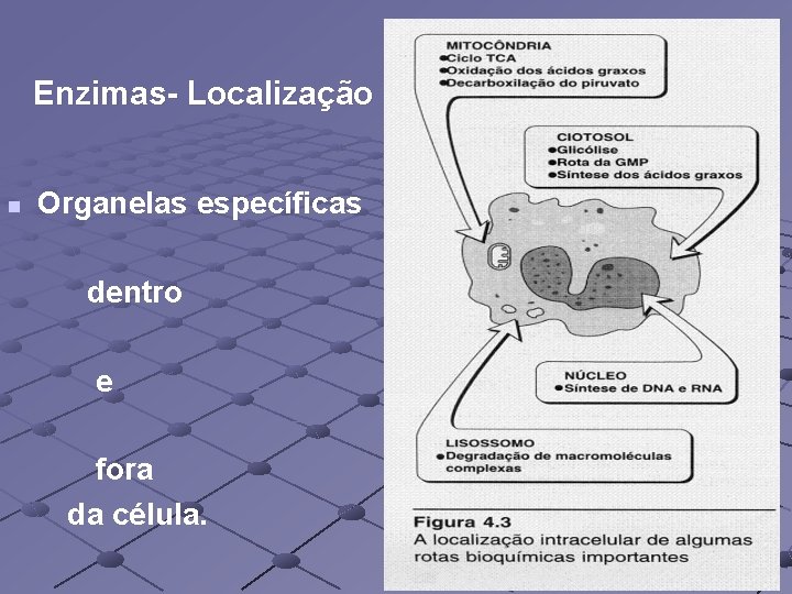 Enzimas- Localização n Organelas específicas dentro e fora da célula. 