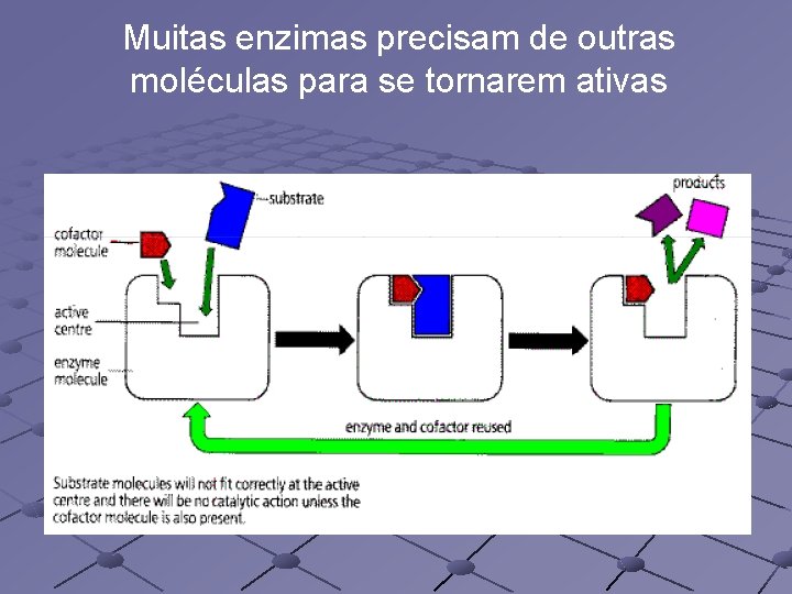 Muitas enzimas precisam de outras moléculas para se tornarem ativas 