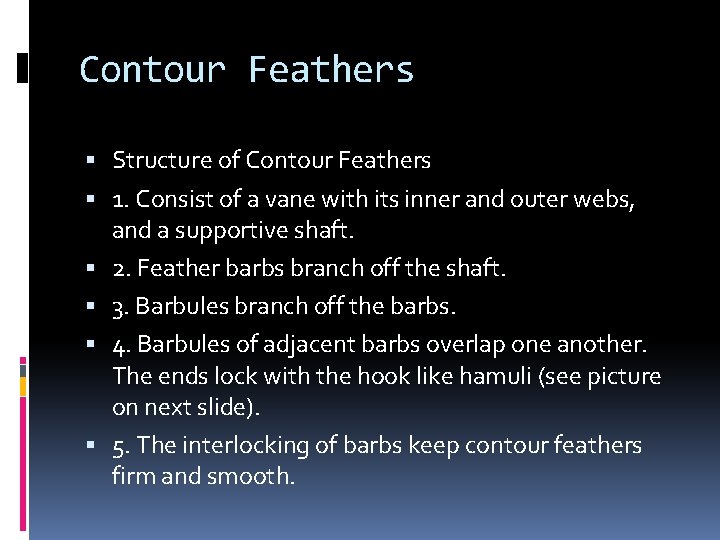 Contour Feathers Structure of Contour Feathers 1. Consist of a vane with its inner Contour Feathers Structure of Contour Feathers 1. Consist of a vane with its inner
