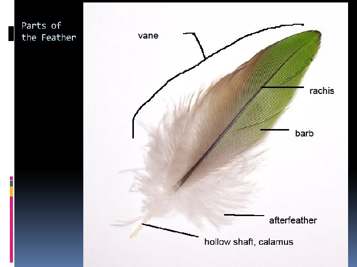 Parts of the Feather Parts of the Feather