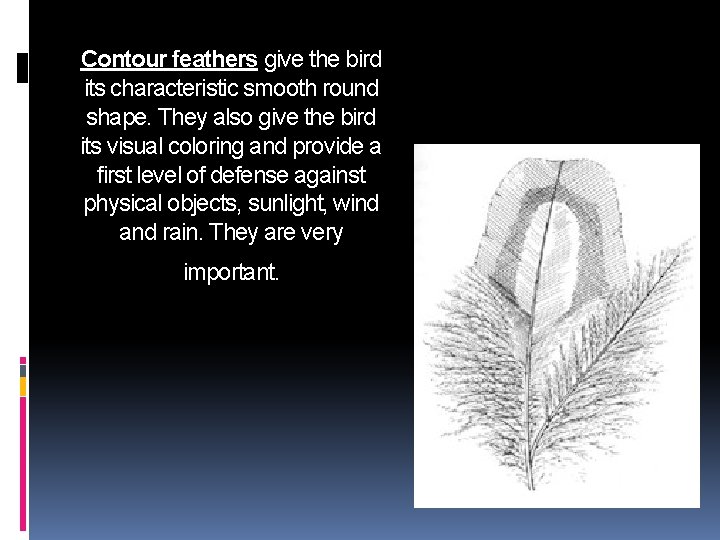 Contour feathers give the bird its characteristic smooth round shape. They also give the Contour feathers give the bird its characteristic smooth round shape. They also give the