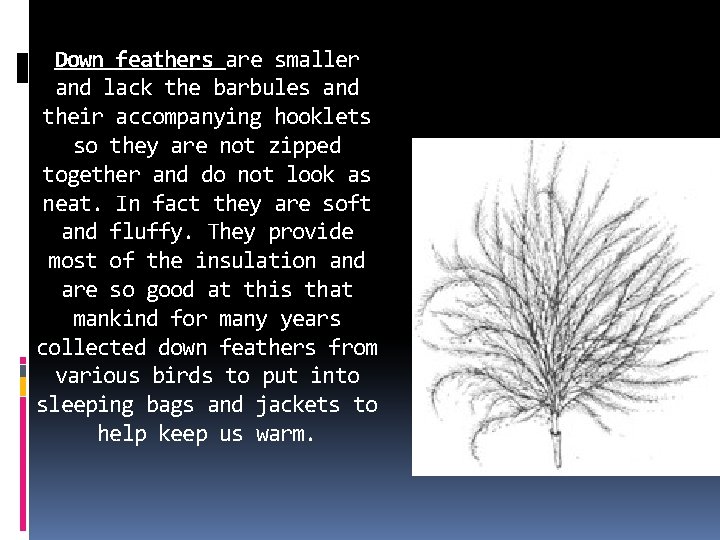 Down feathers are smaller and lack the barbules and their accompanying hooklets so they Down feathers are smaller and lack the barbules and their accompanying hooklets so they