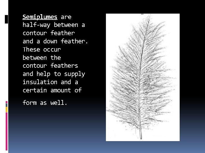 Semiplumes are half-way between a contour feather and a down feather. These occur between Semiplumes are half-way between a contour feather and a down feather. These occur between