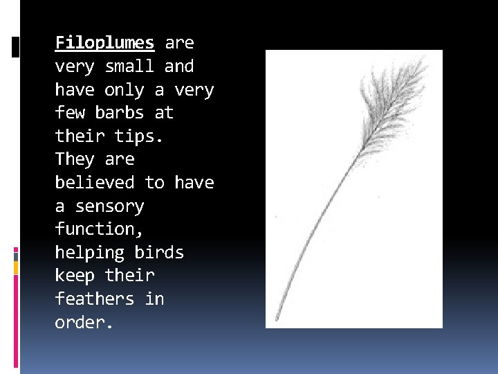 Filoplumes are very small and have only a very few barbs at their tips. Filoplumes are very small and have only a very few barbs at their tips.