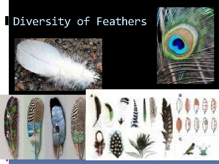 Diversity of Feathers Diversity of Feathers