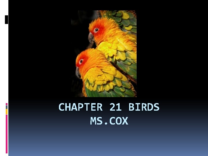 CHAPTER 21 BIRDS MS. COX CHAPTER 21 BIRDS MS. COX