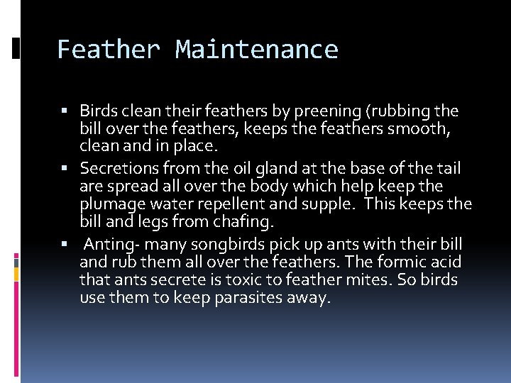 Feather Maintenance Birds clean their feathers by preening (rubbing the bill over the feathers, Feather Maintenance Birds clean their feathers by preening (rubbing the bill over the feathers,