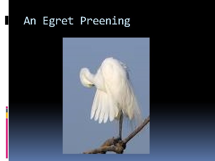 An Egret Preening An Egret Preening