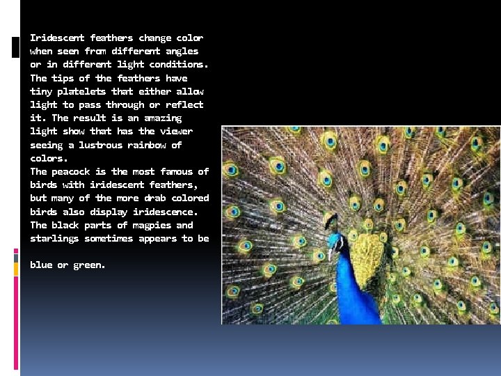 Iridescent feathers change color when seen from different angles or in different light conditions. Iridescent feathers change color when seen from different angles or in different light conditions.
