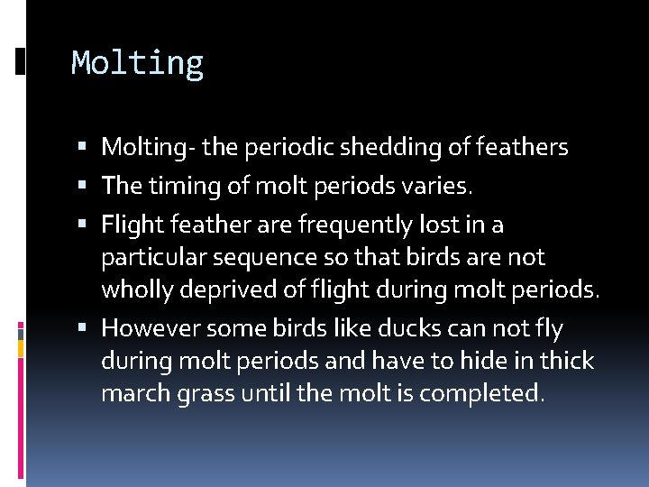 Molting Molting- the periodic shedding of feathers The timing of molt periods varies. Flight Molting Molting- the periodic shedding of feathers The timing of molt periods varies. Flight