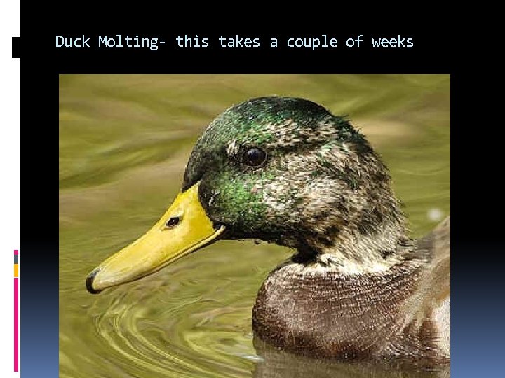 Duck Molting- this takes a couple of weeks Duck Molting- this takes a couple of weeks