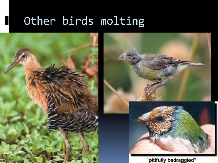 Other birds molting Other birds molting