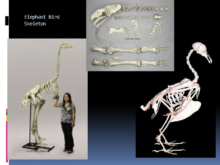 Elephant Bird Skeleton Elephant Bird Skeleton