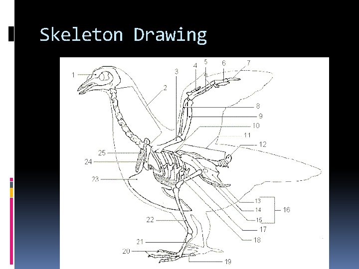 Skeleton Drawing Skeleton Drawing