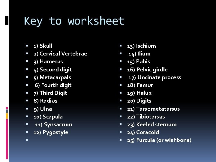 Key to worksheet 1) Skull 2) Cervical Vertebrae 3) Humerus 4) Second digit 5) Key to worksheet 1) Skull 2) Cervical Vertebrae 3) Humerus 4) Second digit 5)
