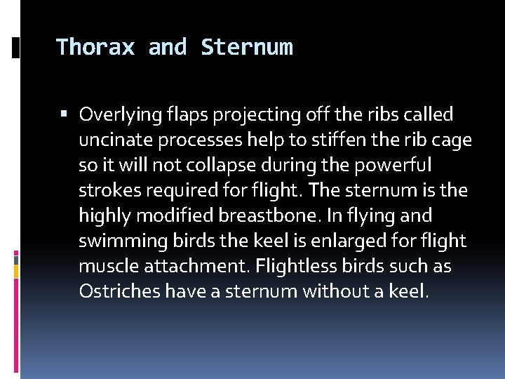 Thorax and Sternum Overlying flaps projecting off the ribs called uncinate processes help to Thorax and Sternum Overlying flaps projecting off the ribs called uncinate processes help to