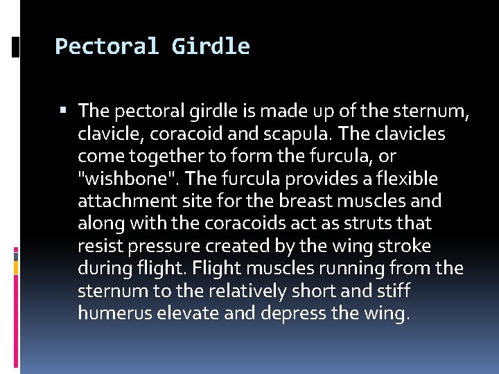 Pectoral Girdle The pectoral girdle is made up of the sternum, clavicle, coracoid and Pectoral Girdle The pectoral girdle is made up of the sternum, clavicle, coracoid and