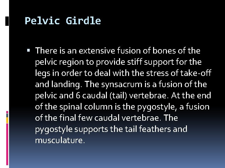 Pelvic Girdle There is an extensive fusion of bones of the pelvic region to Pelvic Girdle There is an extensive fusion of bones of the pelvic region to