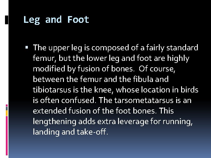 Leg and Foot The upper leg is composed of a fairly standard femur, but Leg and Foot The upper leg is composed of a fairly standard femur, but