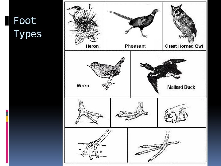 Foot Types Foot Types