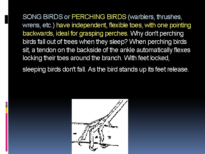 SONG BIRDS or PERCHING BIRDS (warblers, thrushes, wrens, etc. ) have independent, flexible toes, SONG BIRDS or PERCHING BIRDS (warblers, thrushes, wrens, etc. ) have independent, flexible toes,