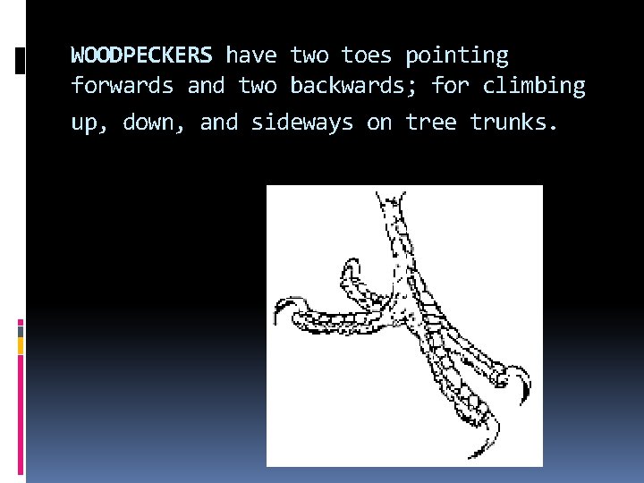 WOODPECKERS have two toes pointing forwards and two backwards; for climbing up, down, and WOODPECKERS have two toes pointing forwards and two backwards; for climbing up, down, and