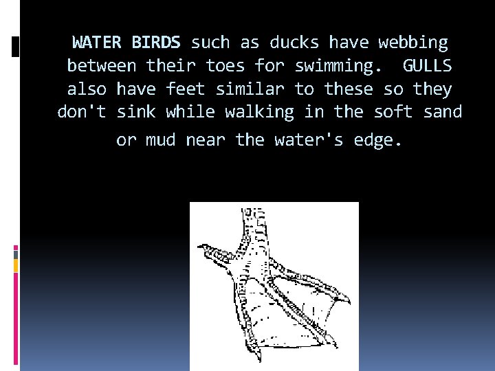 WATER BIRDS such as ducks have webbing between their toes for swimming. GULLS also WATER BIRDS such as ducks have webbing between their toes for swimming. GULLS also