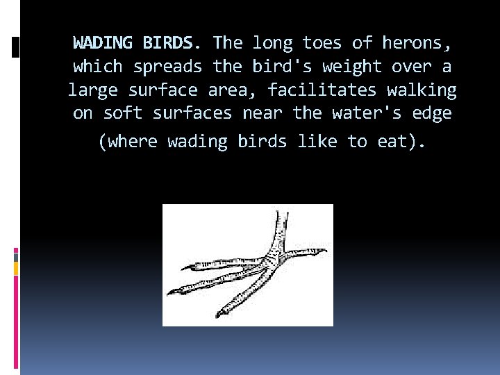 WADING BIRDS. The long toes of herons, which spreads the bird's weight over a WADING BIRDS. The long toes of herons, which spreads the bird's weight over a