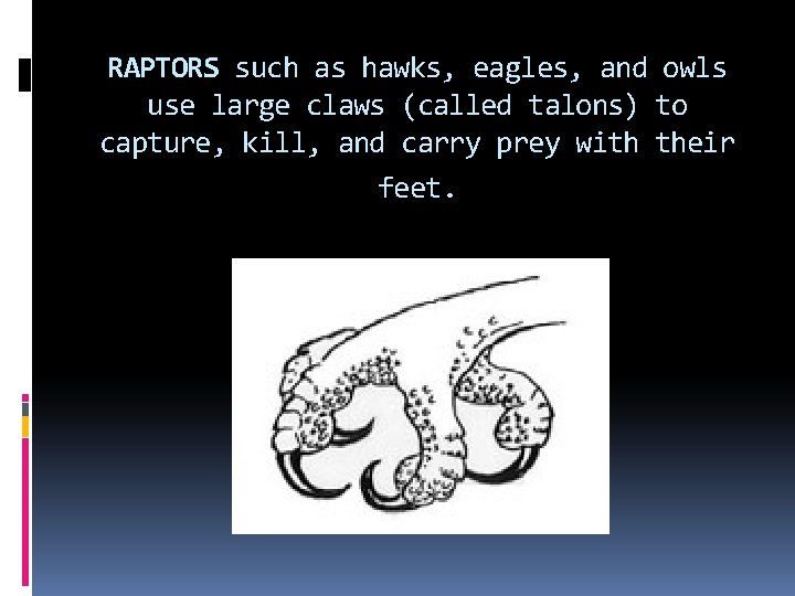 RAPTORS such as hawks, eagles, and owls use large claws (called talons) to capture, RAPTORS such as hawks, eagles, and owls use large claws (called talons) to capture,