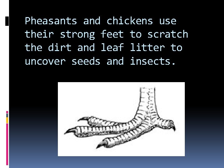 Pheasants and chickens use their strong feet to scratch the dirt and leaf litter Pheasants and chickens use their strong feet to scratch the dirt and leaf litter