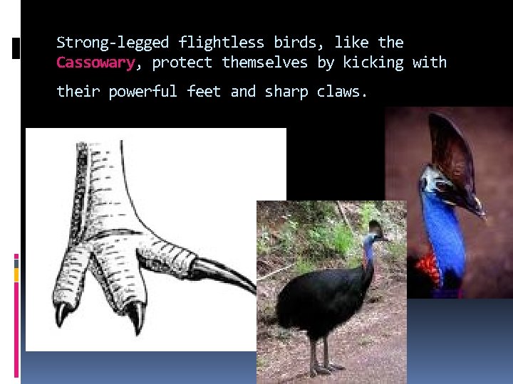 Strong-legged flightless birds, like the Cassowary, protect themselves by kicking with their powerful feet Strong-legged flightless birds, like the Cassowary, protect themselves by kicking with their powerful feet