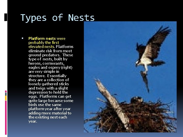 Types of Nests Platform nests were probably the first elevated nests. Platforms eliminate risk Types of Nests Platform nests were probably the first elevated nests. Platforms eliminate risk