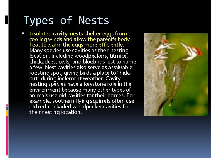 Types of Nests Insulated cavity-nests shelter eggs from cooling winds and allow the parent's Types of Nests Insulated cavity-nests shelter eggs from cooling winds and allow the parent's