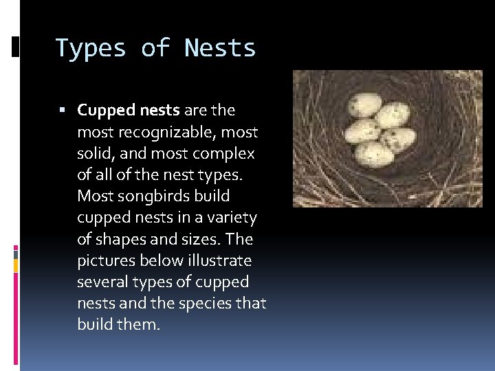 Types of Nests Cupped nests are the most recognizable, most solid, and most complex Types of Nests Cupped nests are the most recognizable, most solid, and most complex